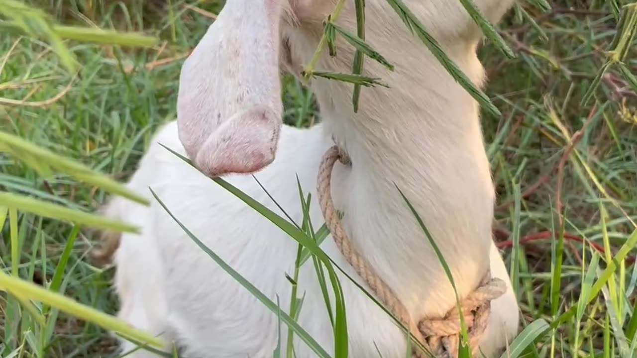 so cute goat, beautiful goat