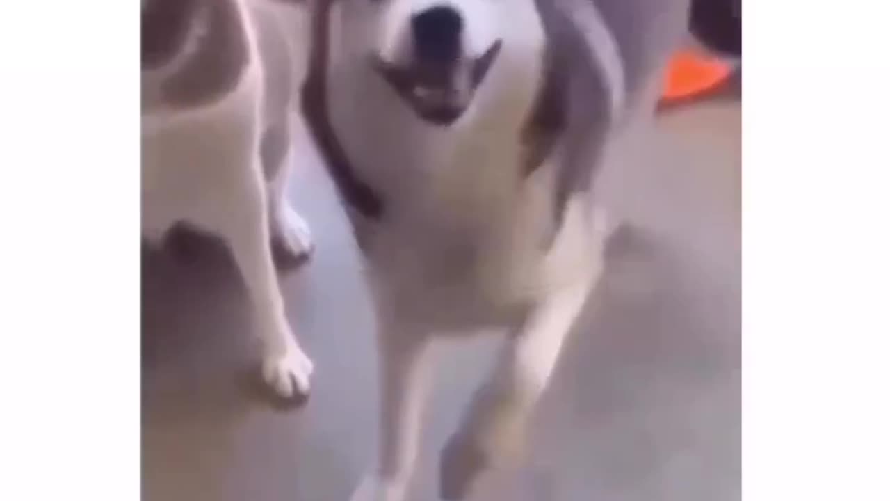 funny animal,funny dog dance