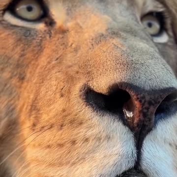 Majestic Lion Roaming the Forest - A Glimpse of Wildlife