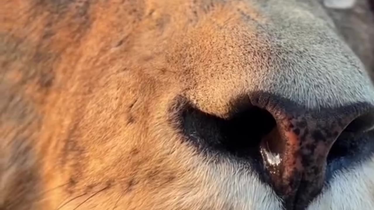 Majestic Lion Roaming the Forest - A Glimpse of Wildlife