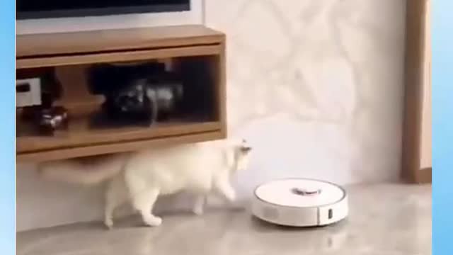 Top Funny Cat Videos Of The Weekly - Try Not To Laugh