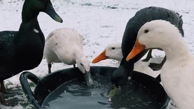 my ducks reacting to snow for the first time