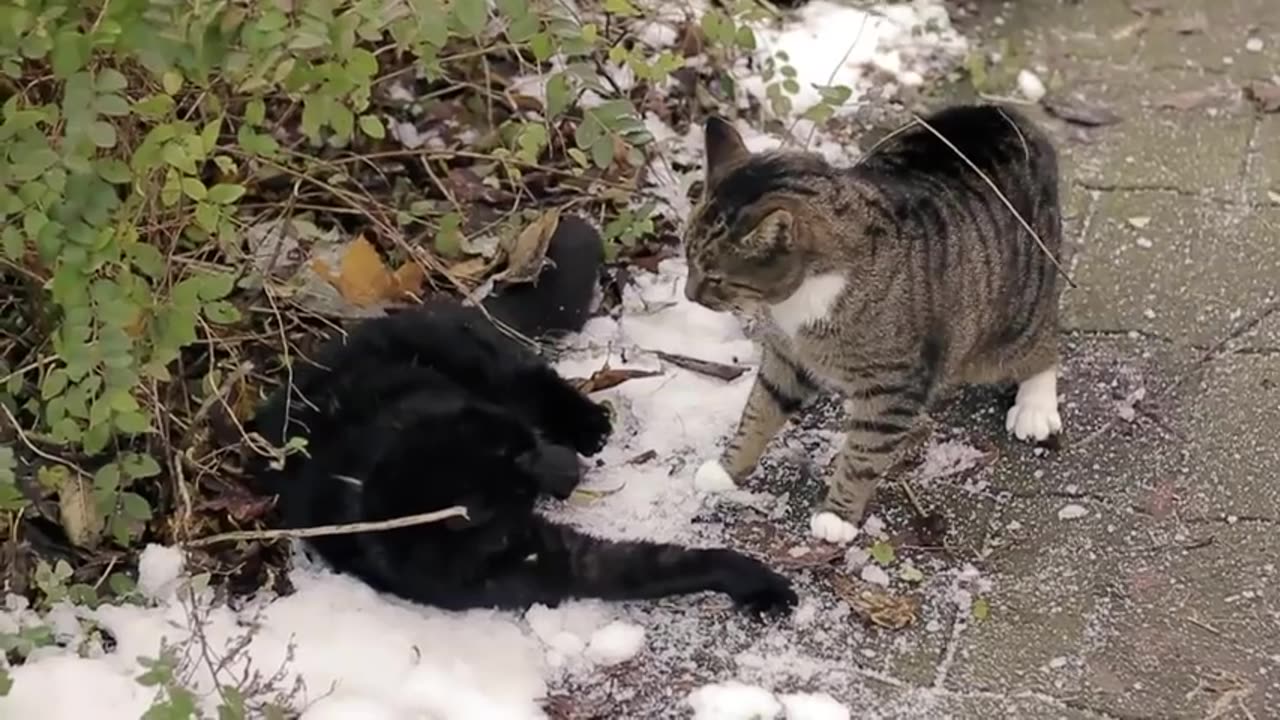 Big_Alley_Cats_Fight