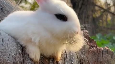 Little rabbit eats dandelion