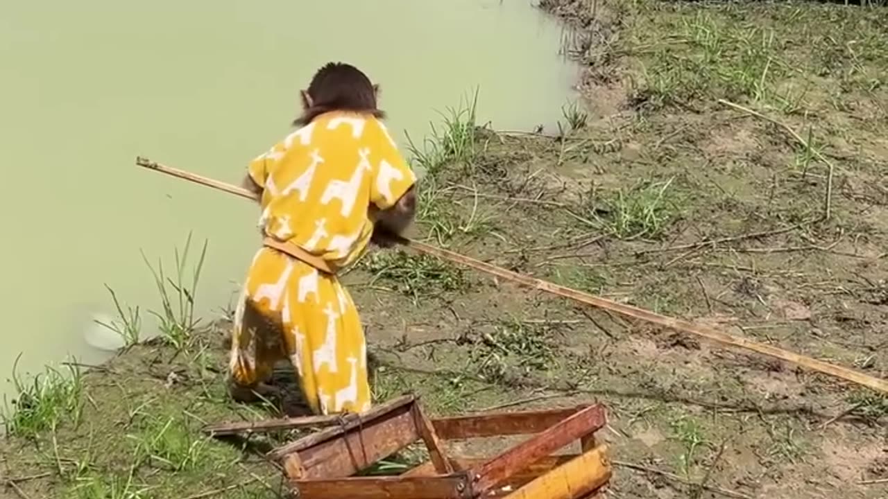 #Cutemonkey #baby #animals #viralvideo #dog #cat #funnyvideo