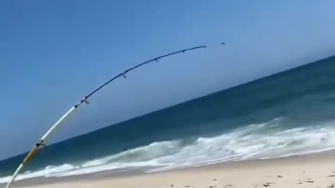 This is a beautiful and charming water-dwelling species