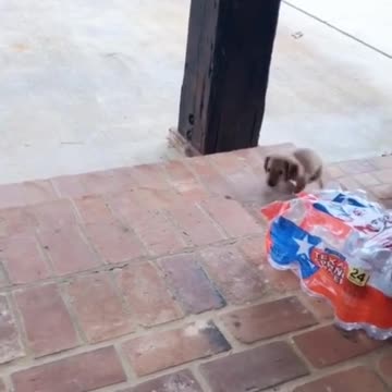 Big steps🐾little puppy 🐶