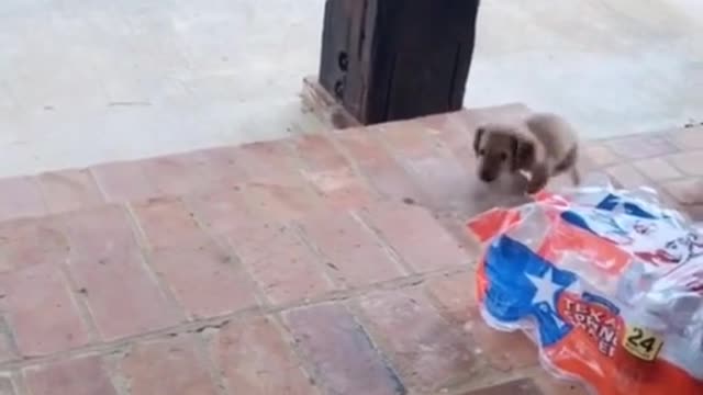 Big steps🐾little puppy 🐶