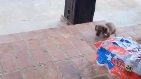 Big steps🐾little puppy 🐶