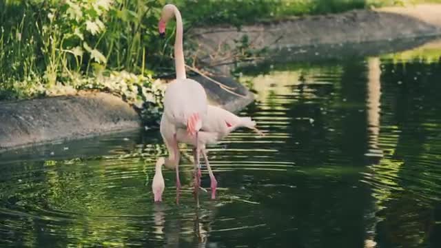 Background Nature Bird