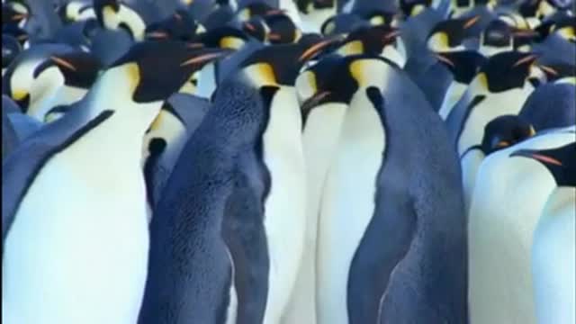 Bully penguin gets punished #SHORT