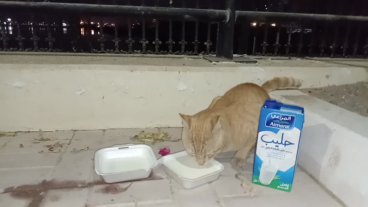 Homeless cat in Ras Al Khaimah, UAE: ED SHEERAN #cat #cats #EdSheeran #emirates #pet #ae #UAE #pets