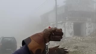 Falcon Flies Down for a Snack