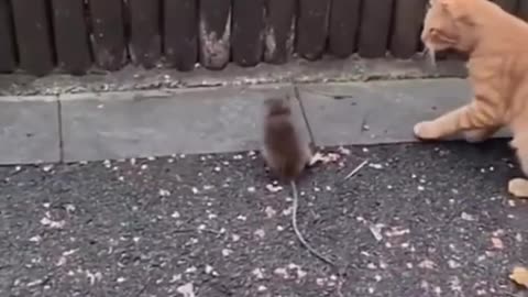 cat vs rat funny