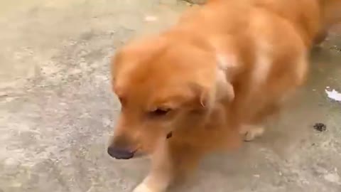 Baby Dogs - Cute and Funny Dog Videos Compilation #63 Funniest & Cutest Golden Retriever Puppies