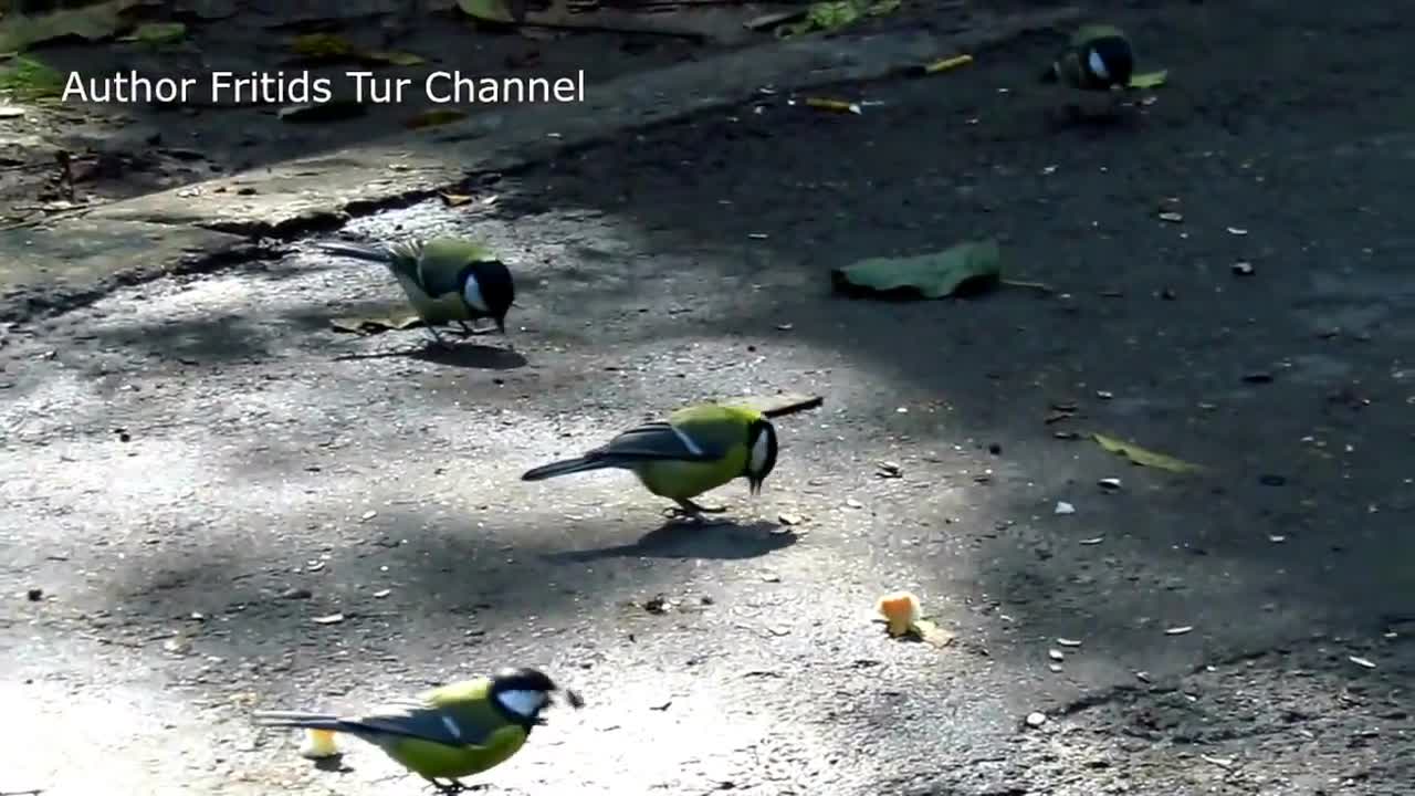 Beautiful Birds Video