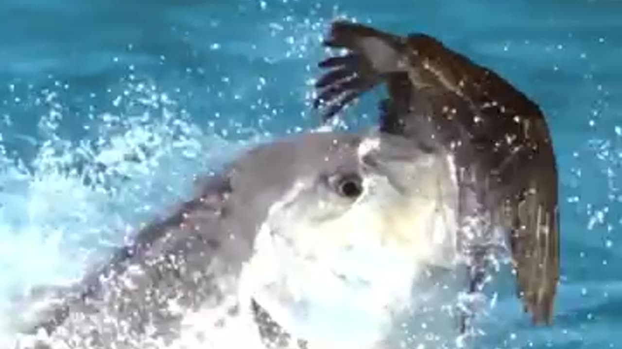 Fish try to catch a bird