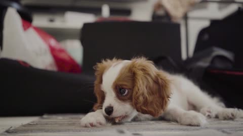 cuet puppy playing