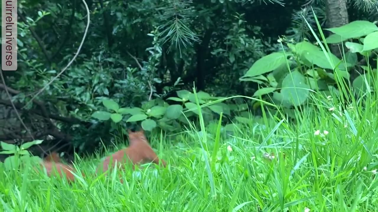 HUNGRY SQUIRREL