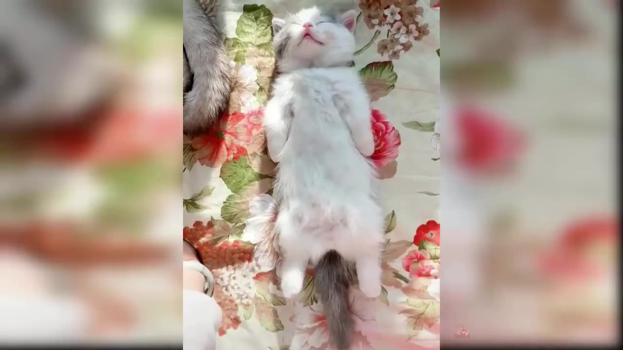 Funny Cat and Dog Videos That Will Make Your Day