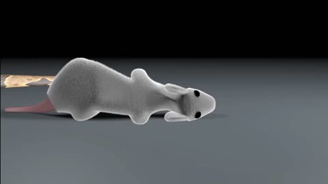 how snake eat rat