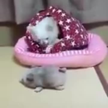 Dog cute☺️😊😊😊