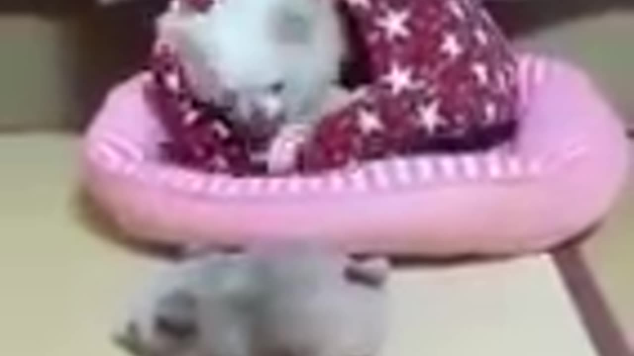 Dog cuteโบ๏ธ๐๐๐