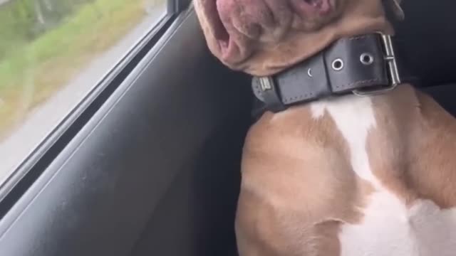 funniest animals video of 2022