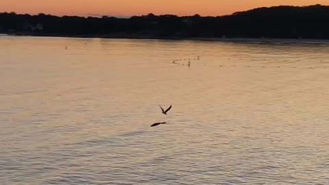 Seagull battles Osprey for a fish.