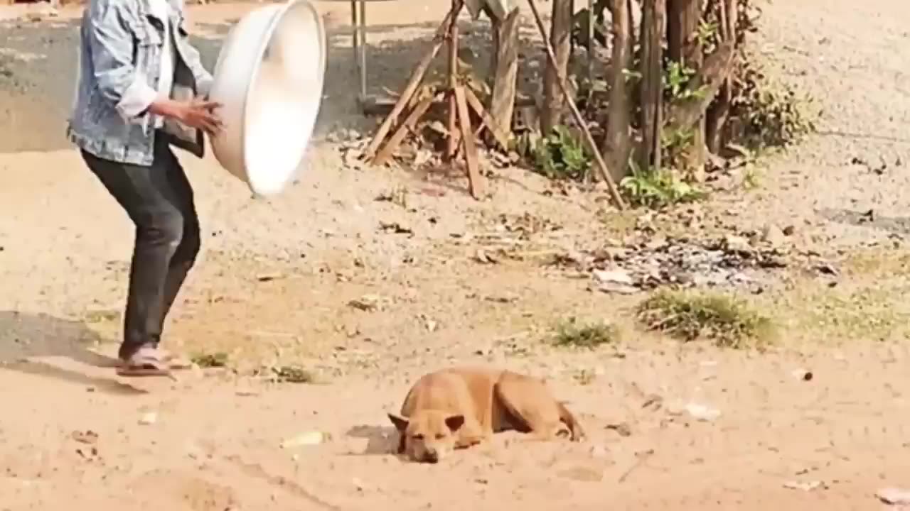 Troll Prank Dog Funny & fake Lion and Fake Tiger Prank To dog & Huge Box Prank to dog