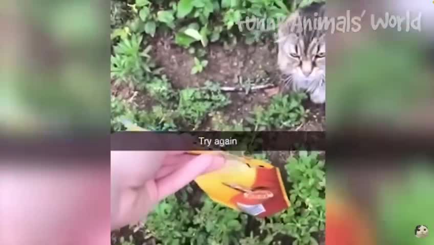 Funny animals!