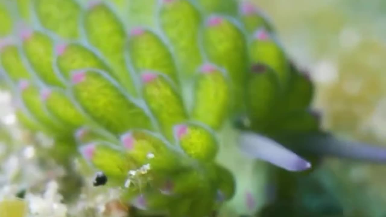 Stunning videos of tiny leaf sheep