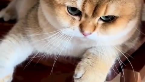 Cute Cats & Funny Cats 😍😍😅😅 #shorts #reels #cats #viral #mmvcats