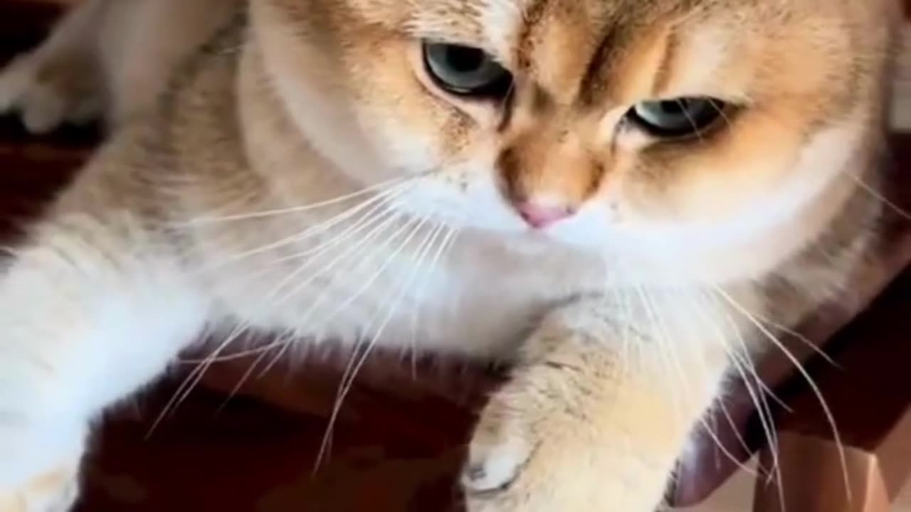 Cute Cats & Funny Cats 😍😍😅😅 #shorts #reels #cats #viral #mmvcats