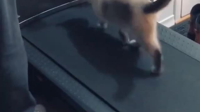 Motivate your cat with gym training
