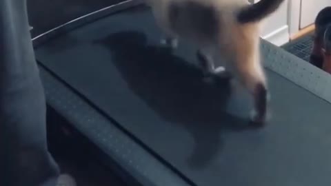 Motivate your cat with gym training