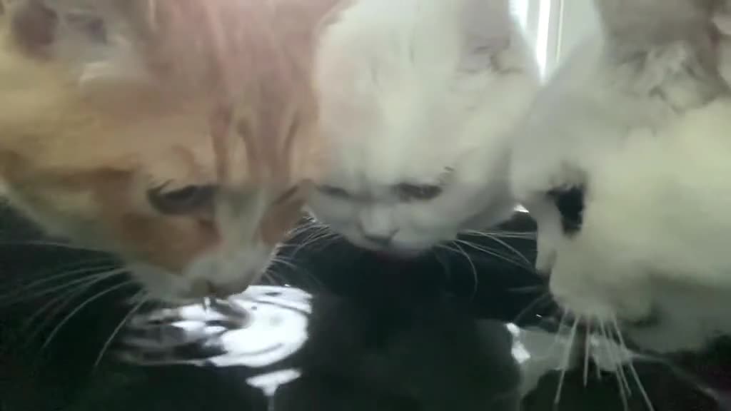 My bad, I forgot to put water for them to drink before the trip😭