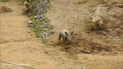 Baby Rhino Charging FUNNIEST