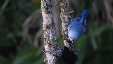 A nice blue bird