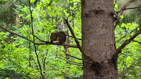 Red Squirrel