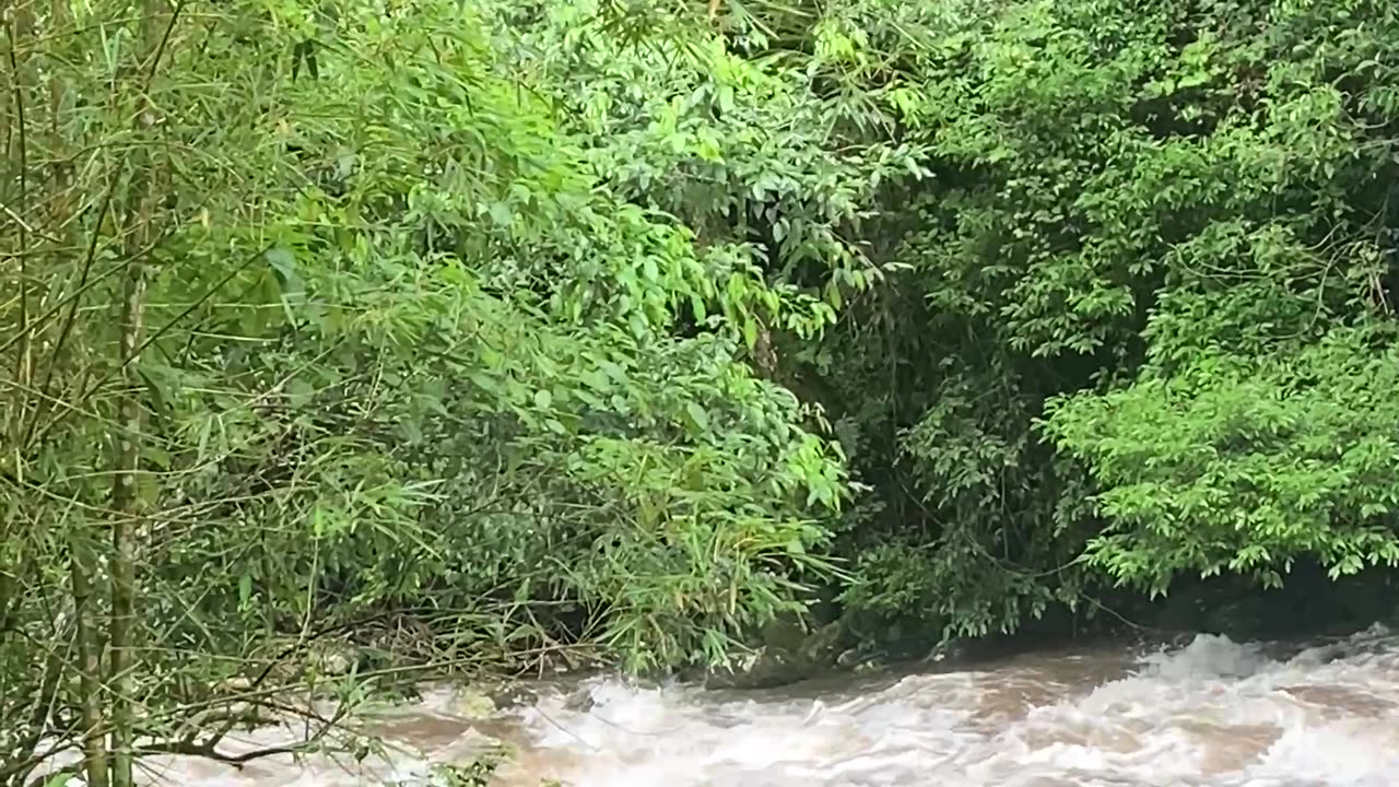 Rescuing a Dog Near the Macacu Waterfalls