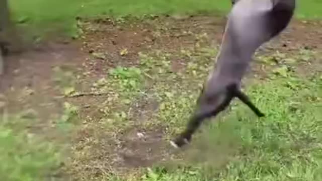 CUTE AND FUNNY ANIMALS