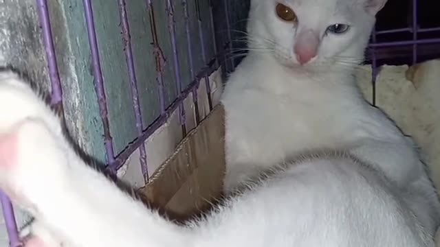 cute, pet cat in the cage(pogi yarn)#short#shortvideo