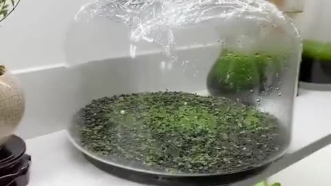Beautiful fish bowl | fish aquarium
