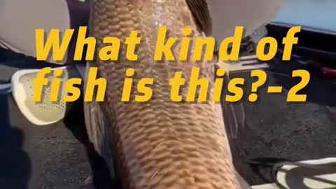 What kind of fish is this