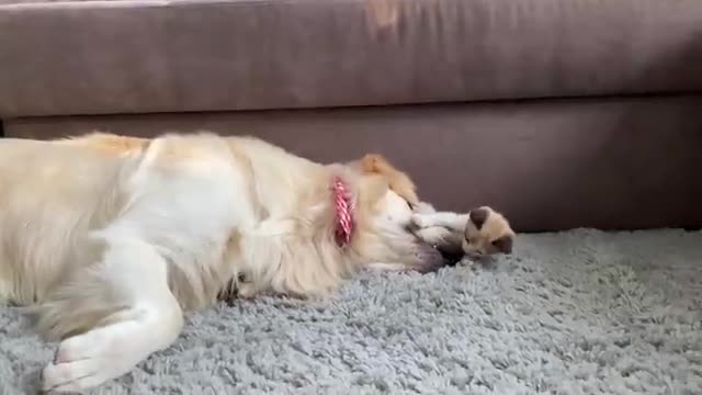 Golden Retriever wants to make friends with a Kitten