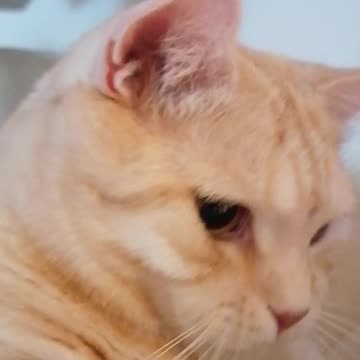 Give me Some of That Xt. ääähm Grillspass,Leckerlis;-) ur Dimi da Cat;-)