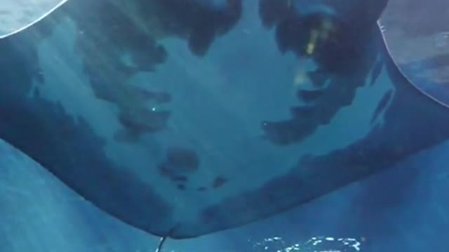 We’re feeding this manta ray
