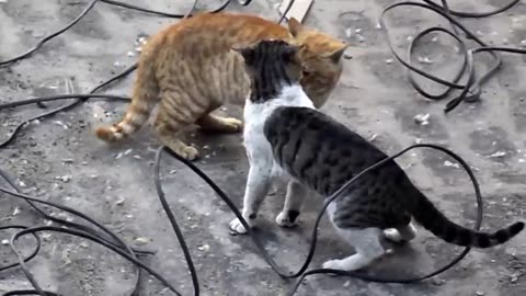 Real Cat fight On the Roads