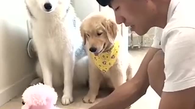 Communication with dogs 🐶 very funny